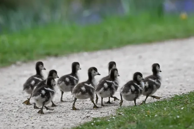 The Manufactured Hype Question: When Do We Draw the Line on Viral Marketing?